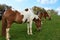 Two horses on the meadow