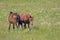 Two horses in a meadow