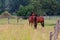 Two horses in a meadow embracing in friendship