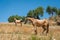 Two horses in a meadow in olive tree grove. Andalucia, Andalusia, Spain. Europe.