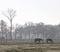 Two horses in morning fog as silhouette in dutch meadow with trees in the background