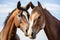two horses nuzzling each other
