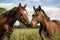 two horses nuzzling each other in a field