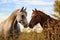 two horses nuzzling each other in a pasture