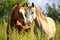 two horses nuzzling together in a pasture