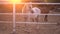 Two horses in the paddock standing in autumn sunset light