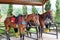 Two horses are parked in a mini zoo in Cimory Dairy Land in Bogor, Indonesia.