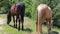 Two horses in pasture