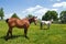 Two horses in pasture