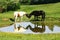 Two horses in a pasture with reflection in a pond