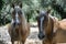 Two horses at pasture in Tuscany