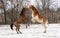 Two horses play fighting and rearing up; a red bay Arabian and a blond Belgian draft horse