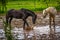 Two horses play in the puddle.