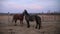 Two horses are playing against the background of a purple sunset