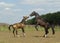 Two horses playing in the paddok