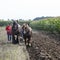 Two horses and plough in dutch field in the netherlands