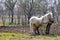 Two horses and plow in spring countryside garden