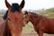 Two horses portrait