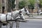 Two horses pulling carriage