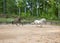 Two horses race around practice ring