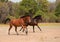 Two horses racing in the pasture