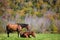 Two horses resting on meadow in Vermont autumn