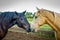 Two horses rubbing noses on a farm in Kentucky