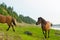 Two horses run by a stone on the Bank of the Northern river