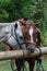 Two horses saddled and bridled up and taking a break from a trail ride, tied up to wood hitching posts in the rain