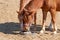 Two Horses Sharing a Mineral Block