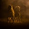 Two horses in smokey setting