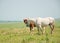 Two horses sniffing noses in a prairie pasture