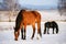 Two horses in snow on a cold winter day.