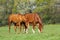 Two horses in spring pasture