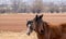 Two horses stand in a brown autumn  field close to each other, two horse heads are close up