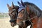 Two horses stand head to head on the yard of farm