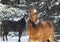 two horses stand on white snow