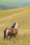 Two horses standing in the field and mountains and look forward