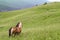 Two horses standing in the field and mountains and look forward