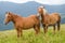Two horses standing in the field and mountains and look forward. Wild horses in the Carpathians, Ukraine Carpathian landscape