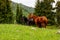 Two horses standing on a glade