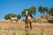 Two horses standing in a meadow in olive tree grove. Andalucia, Andalusia, Spain. Europe.