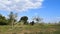 Two horses are standing next to each other - concept of protecting children by parents. Green meadow, tall grass and two horses on