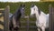 two horses standing next to each other in a fenced in area with a green hedge behind them and a wooden fence with two horses