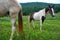 Two horses in a Tennessee meadow