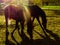 Two Horses Together On The Green Grass With The Sunlight Flare On Them