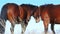 Two Horses Touch and Communicate on a Mountain Pasture