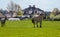 Two horses trot in a field of dandelions on a sunny day