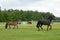 Two horses trotting in the field on grass