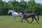 Two horses trotting in a green meadow